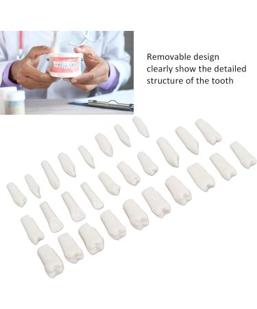 DIY Kit for Artificial Teeth - 28-Part Durable Plastic Typodont for Teaching & Study | Removable Design - Buy Online on SooperMarket.com