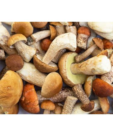Organic Extra Virgin Olive Oil with Porcini Mushrooms - BENVOLIO 250ml | Premium International Shipping - Buy Online on SooperMarket.com