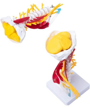1:1 Life Size Cervical Vertebrae Vertebral Body Cervical Spine Nerve Model Human Anatomy Spinal Cord Cervical Vertebrae Skeleton - Buy Online on SooperMarket.com