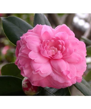 Sweet Essentials Organic Camellia Seed Oil - 100% Pure & Organic Japanese Beauty Oil for Hair & Skin - 4oz Bottle - Buy Online on SooperMarket.com