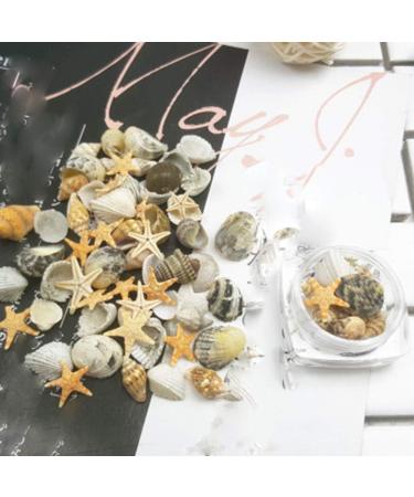 2 Boxes 3d Natural Nail Art Decoration Mini Conch Shells Starfish Sea Beach Ornaments Manicure Tools for Diy - Buy Online on SooperMarket.com