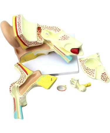 Human Ear Template Outdoor Ear Medium Ear Inner Ear Ear Structure Model Suitable - Buy Online on SooperMarket.com