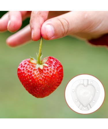 SUPVOX 15 Pcs Fruit Shaping Vegetables Growth Molds Vegetable Growing Molds Watermelon Heart-Shaped 4.5x4cmx3pcs Whitex3pcs - Buy Online on SooperMarket.com