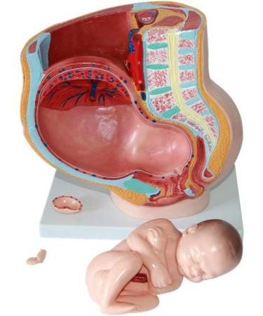 Female Pelvic Pattern with Nine-Month fetal Model. Suitable - Buy Online on SooperMarket.com