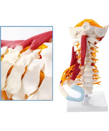 Human Anatomical Model Cervical Vertebra Model Cervical Spine with Neck Artery Occipital Bone Disc and Nerve Modelflexible - Buy Online on SooperMarket.com