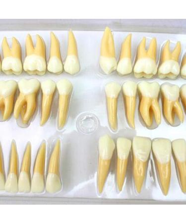 BEAGHTY 2.5x Magnified Tooth Shape Model - 2-Color Dental Structure & Denture Model for Study & Teaching - Buy Online on SooperMarket.com