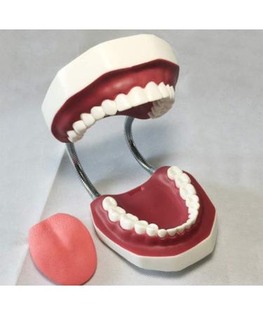 LBYYH Life-Size Dental Teeth Model for Kids - Standard Adult Demonstration Tooth for Early Oral Education & Brushing Practice - Buy Online on SooperMarket.com