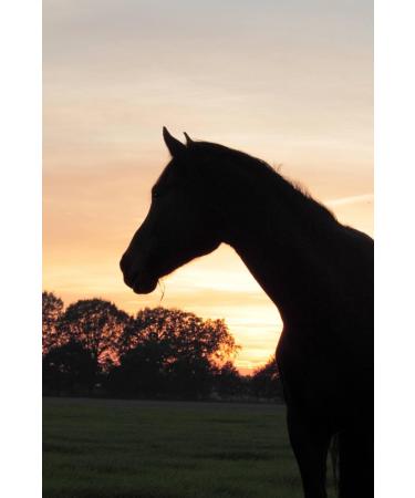 Lucor Root Brush Horse - Long Soft Bristle Mane Comb | Premium Horse Accessories for Shine & Dirt Removal - Buy Online on SooperMarket.com