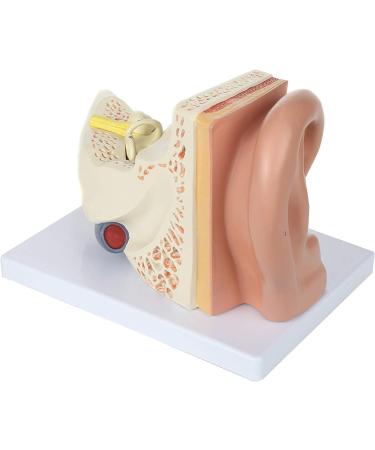 Human Ear Model 5 Times Natural Size Pattern with 3 Parts Illustrating Ear Main Ear Beings Ear Cleaner Internal Ear - Buy Online on SooperMarket.com