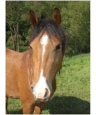 Herbal Mixture Vitality Defense Active Pellets 1000g | Additive-Free Herbal Pellets for Horses | Barbara Seitz - Buy Online on SooperMarket.com