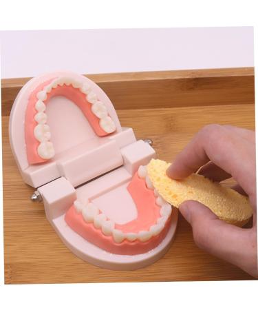 Shop Minkissy 3 Sets Early Education Tooth Toys for Toddlers - Montessori Standard Reusable Kids' Dental Learning Toys - Buy Online on SooperMarket.com