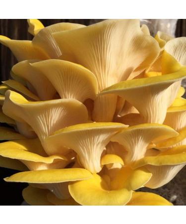 Golden Oyster Mushroom Grain Spawn - 1 lb. Freshly Made & Ready to Use - Buy Online on SooperMarket.com