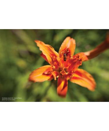 Lensbaby 46mm Macro Filter Kit - Explore Close-Up Photography - Buy Online on SooperMarket.com