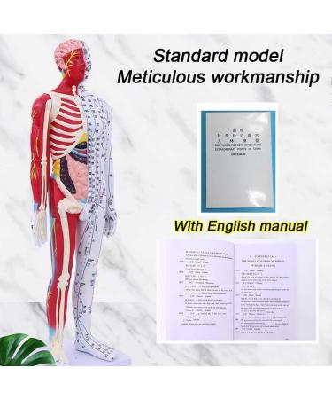 Male Acupuncture and Muscle Model Acupuncture Manikin 85Cm Meridian Anatomy Models with Accurate Lettering of Acupuncture Points for Teaching Training Presentation - Buy Online on SooperMarket.com