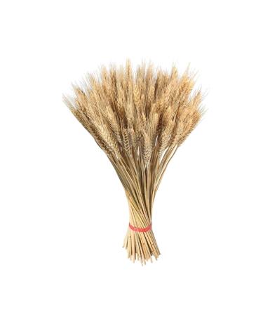 Dried Wheat Stalks 100Pcs Dried Wheat Sheaves Rustic Natural Ears of Wheat Natural Wheat Decor for Home Farmhouse Fireplace Wedding Party and Table/523