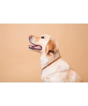 Buy Amberpetcare Amber Chain for Dogs & Cats | Natural Amber Neck Band Against Ticks - Premium Baltic Amber (45-50) - Buy Online on SooperMarket.com