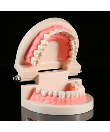 Buy Educion Teeth Bagima 10x8x7 PVC Dental Model for Kids - Effective Tooth Brushing Teaching Tool | International Shipping Available - Buy Online on SooperMarket.com
