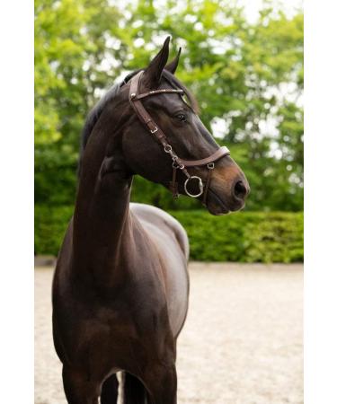 Buy PresTeq FaySport Snaffle Bridle - Brown Warmblood Extra | International Shipping Available - Buy Online on SooperMarket.com