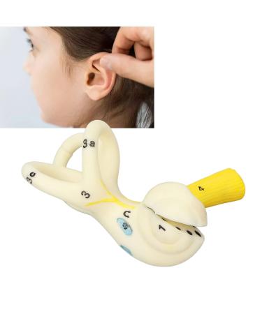 Highly Detailed Inner Ear Labyrinth Model - 5X Magnification PVC Semicircular Canal - Ideal for Teaching and Education - Buy Online on SooperMarket.com