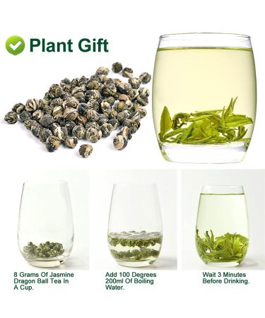 Plantgift Jasmine Dragon Pearls Tea 130g - Premium Green Tea & Oolong Blend - Best Jasmine Tea for a Soothing Experience | International Shipping - Buy Online on SooperMarket.com