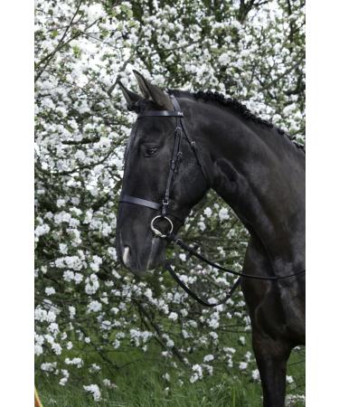 Riving World Bridon French Noseband Black Noir-Shetland