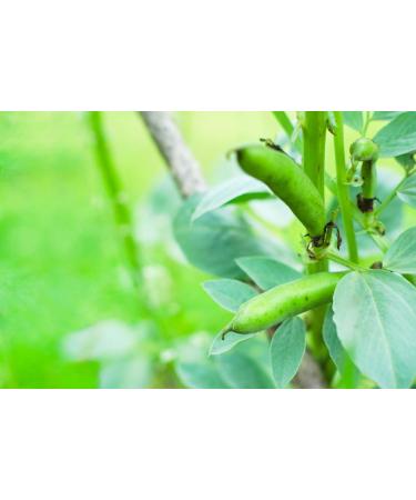 Organic Small Red Chili Beans 10 Pounds - Non-GMO, Kosher, Vegan, Raw, Sproutable, Non-Irradiated - USA 10 LB Bulk - Buy Online on SooperMarket.com