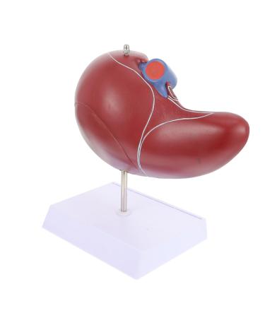 Baluue Liver Anatomical Model Liver Model with Base Anatomical Liver Model Human Body Gallbladder