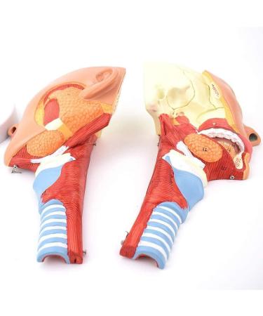 Human Head Human Body Model and Muscle Nasal Pharyngeal Throat Trachea Cricopharyng Muscle Anatomy Model Medical Teaching Accessories - Buy Online on SooperMarket.com