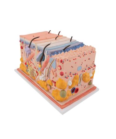 3B Scientific J13 Skin Block Model 70 Times Full-Size 17.3-Inchx9.4-Inchx9.1-Inch - Buy Online on SooperMarket.com
