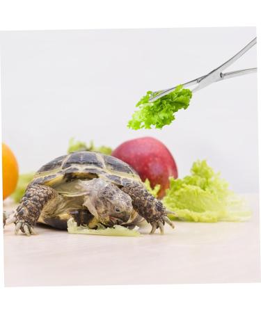 Kisangel Reptile Feeding Clip Terrarium Supplies Snake Tank Accessories Stainless Steel Silver - Buy Online on SooperMarket.com