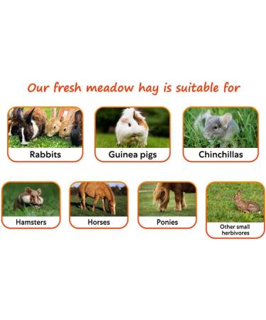 Shorefields Fresh Meadow Hay - Animal Feeding Hay Bale for Rabbits Guinea Pig Horses Hamsters Ponies - Nutritious Grasses & Wildflowers Blend - Green & Dust Free - Buy Online on SooperMarket.com