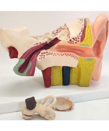 The Size Ear Model 5X Ear Anatomical Model for Inner Ear aids for Teaching Medical and Study of Education