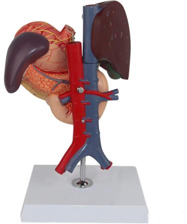 Model of The Human Liver Model of The Liver and The Duodenum and The Pancreas Model of The Liver in Life Simulation Model of The Hepatobile Digestor Organ - Buy Online on SooperMarket.com