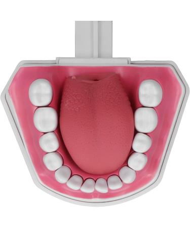 Teeth Model Toothbrushes - Dental Teaching Tool Kit | 120 Open & Clear View for Effective Learning - Buy Online on SooperMarket.com