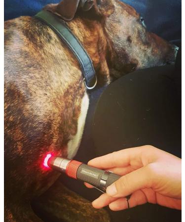 playhair Red Led Light Therapy Device -Cat Dog Horse. Pain Relief Hip Joint Mobility.and Inflammation Relief Advanced Pain Relief - Buy Online on SooperMarket.com