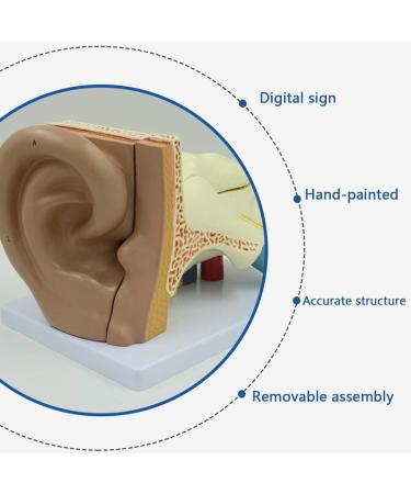 Human Ear Model Professional Ear Simulation Model 6X Magnification Human Organ Model Ear Model 5-Piece Medical Education Model - Buy Online on SooperMarket.com