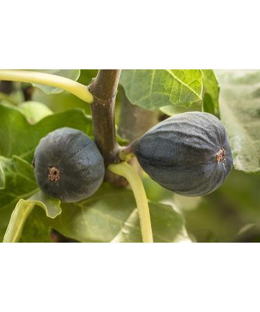 Dried Black Mission Figs - High Fiber Snacks, Unsweetened, Gluten-Free, Non-GMO & Kosher - California Grown - 8 Oz Bags (Pack of 4) - Buy Online on SooperMarket.com