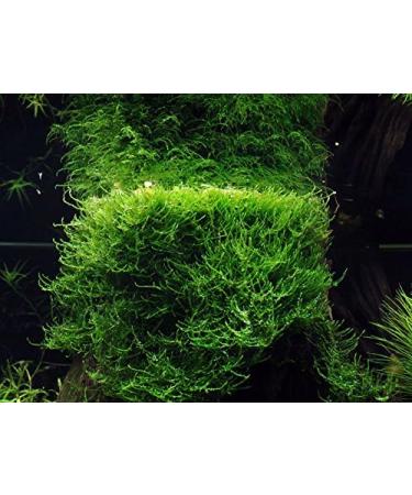 Taxiphyllum barbieri (Java Moss) - Buy Online on SooperMarket.com