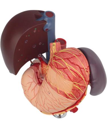 Model of The Human Liver Model of The Liver and The Duodenum and The Pancreas Model of The Liver in Life Simulation Model of The Hepatobile Digestor Organ - Buy Online on SooperMarket.com
