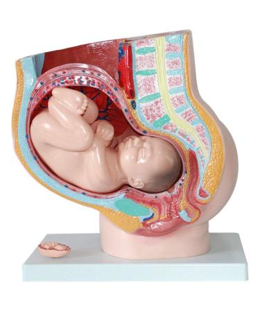 Female Pelvic Pattern with Nine-Month fetal Model. Suitable