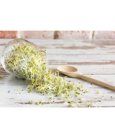 Buy Mynatura Bio Germs Sprouts Buckwheat Vegetables | Healthy Vegan & Vegetarian | 500g - International Shipping Available - Buy Online on SooperMarket.com