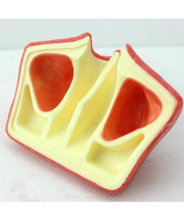 LBYLYH Dental Oral Model & Jaw Implant Surgical Model - Breast Lift Operation Training Tool - Buy Online on SooperMarket.com