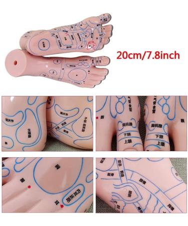 Human Acupuncture Template - Traditional Chinese Medicine Meridian and Acupoint Teaching Model - Man and Woman Acupuncture with Points - Buy Online on SooperMarket.com