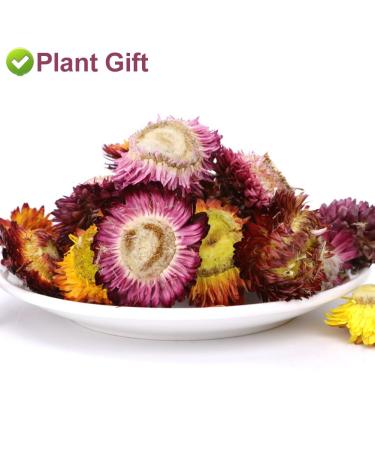 Buy Colorful Bracteantha Bractata Flower 30g | Anti-Fatigue Slimming Tea for Beauty & Liver Care - Buy Online on SooperMarket.com