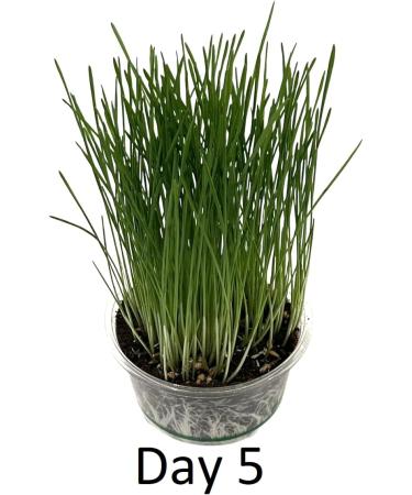 Catomwise Eco Cat Grass Kit x 2 | Organic Cat Grass Kit with PLA Bowls | Ideal for Indoor and Outdoor Cats - Buy Online on SooperMarket.com