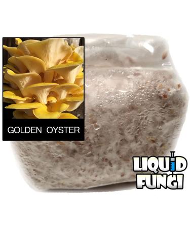 Golden Oyster Mushroom Grain Spawn - 1 lb. Freshly Made & Ready to Use - Buy Online on SooperMarket.com