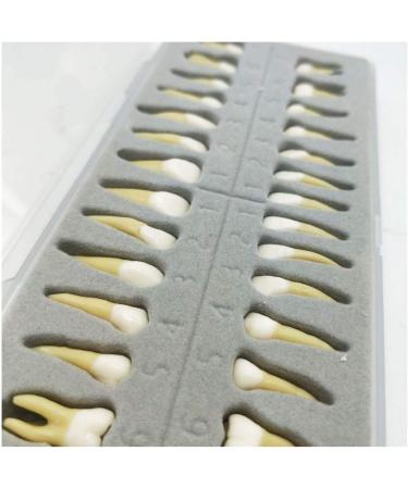 Dental Model - Teeth Model - 28 Pieces Two-Tone Permanent Teeth Study Analysis Demonstration Teeth - Buy Online on SooperMarket.com