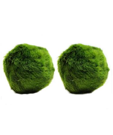 k2aqua 2 Large Marimo Moss Balls Always Fresh Live Aquarium Plant Cladophora aegagropila K2AQUA