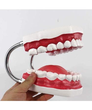 LBYLYH 6X Teeth Model for Dental Care - Dental Study & Laboratory Model with Toothbrush Included | International Shipping Available - Buy Online on SooperMarket.com