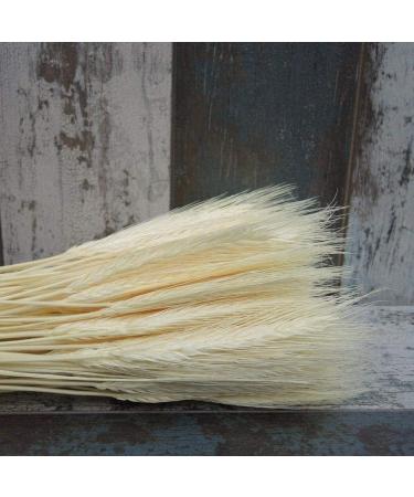 25pcs/set Natural Wheat Ear Barley Dried Flowers Bouquet For Wedding Party Decoration Wheat Decoration Room Bouquet Craft Orange 25pcs - Buy Online on SooperMarket.com
